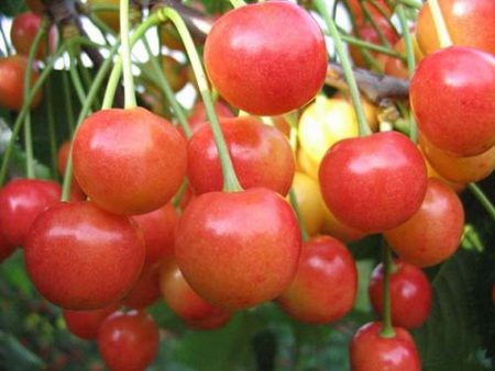 cerises en quelque sorte pour la région de Moscou