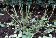 Soll ich die Rosenblätter entfernen, bevor ich sie für den Winter abdecke?