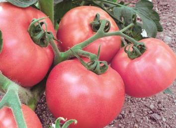 Varietà di pomodoro Mikado