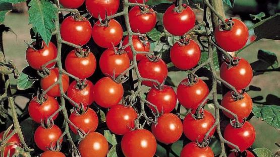 Pomodori per la regione di Rostov in piena terra