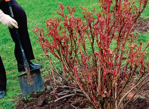 quando-tagliare-le-peonie-per-l'inverno-nella-regione-di-Mosca