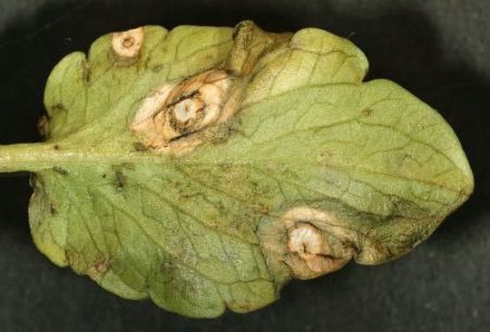 Geißblatt Ramulyarioz
