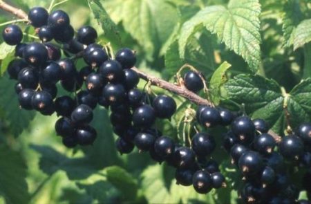ribes nero-grandi-varietà-dolci-per-la-regione-di-Mosca