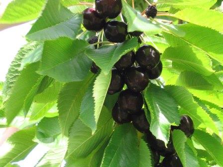 cereza negra de Leningrado