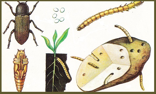 Ciclo de vida del gusano alambre