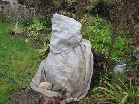 peonie per l'inverno nella regione di Mosca