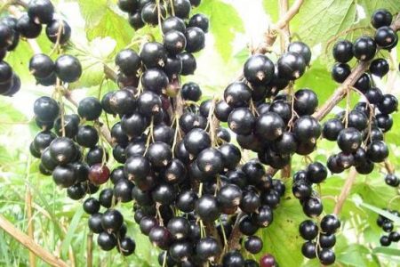 varietà di ribes nero