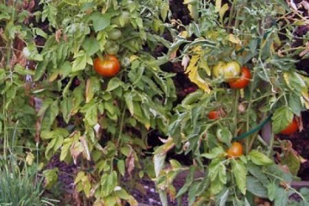 Wie kann man anhand äußerer Anzeichen feststellen, dass nicht genügend Tomaten vorhanden sind?