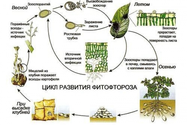 sviluppo della peronospora