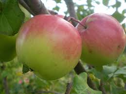 Apfelbaum-Held