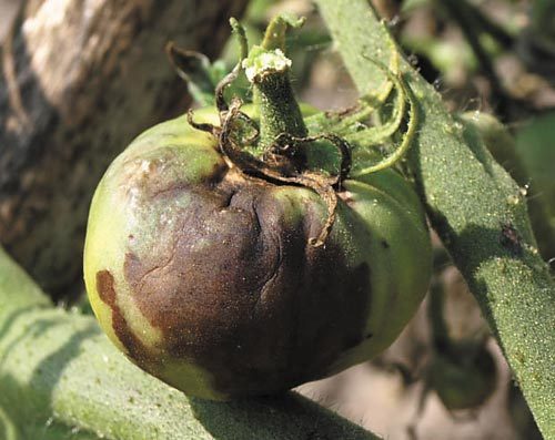 Trattamento di una serra in policarbonato in autunno contro la peronospora