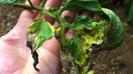 peronospora sui pomodori