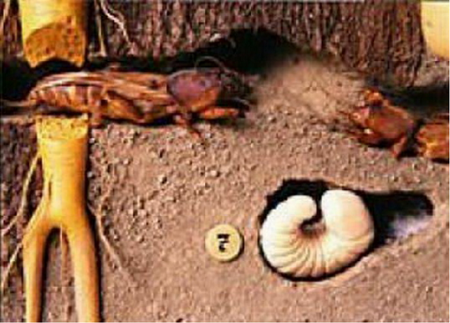 Pflanzenschädlinge
