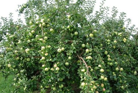 Apfelbaum-Sortenheld