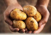 بطاطس الحظ: وصف وخصائص الصنف والصور والمراجعات