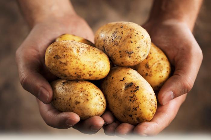 Pomme de terre Chance : description et caractéristiques de la variété, photos, avis