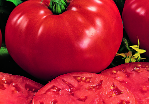 Tomate Beefsteak : avis, caractéristiques et description de la variété