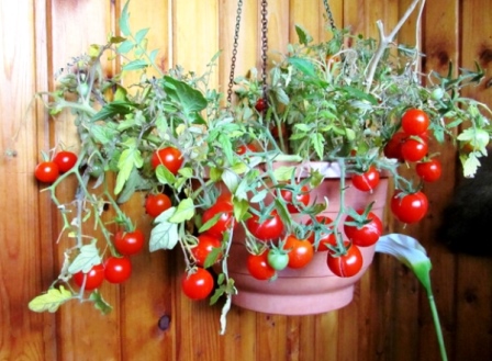 tomates de balcón