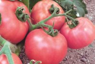 Pomodoro Miracolo Rosa: Recensioni, Caratteristiche e Descrizione della Varietà