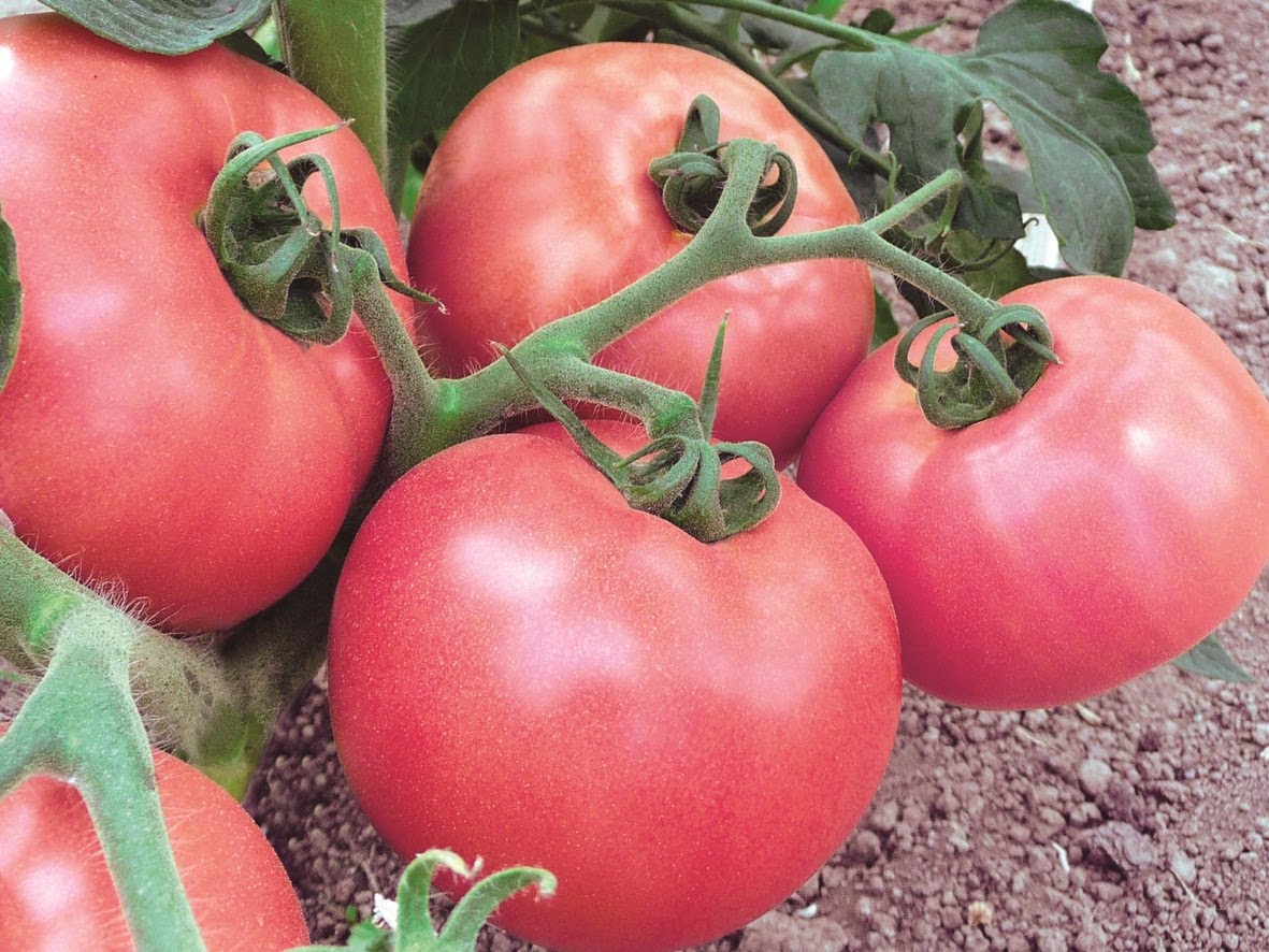 Pomodoro Miracolo Rosa: Recensioni, Caratteristiche e Descrizione della Varietà