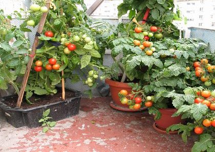Tomates en el alféizar de una ventana (foto)