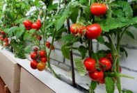 Pomodori miracolosi da balcone in crescita