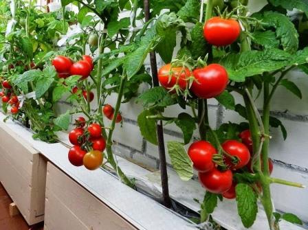 tomates milagrosos cultivados en el balcón