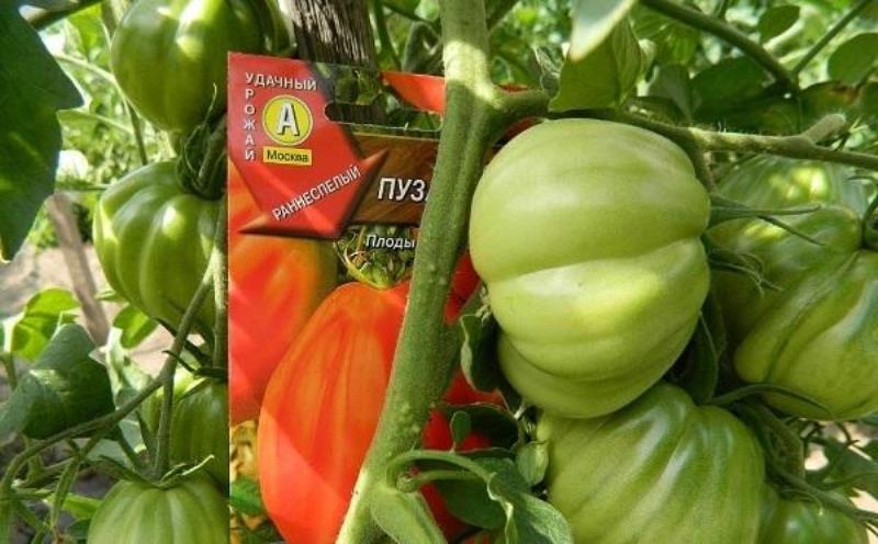 Tomate Puzata Khata: Reseñas, fotos, rendimiento, características y descripción de la variedad