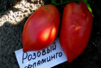 Pomodoro Pink Flamingo: Caratteristiche e Descrizione della Varietà, Recensioni, Foto
