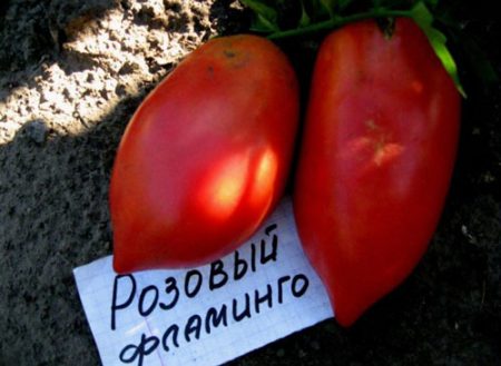 Tomate Pink Flamingo : caractéristiques et description de la variété, avis, photos