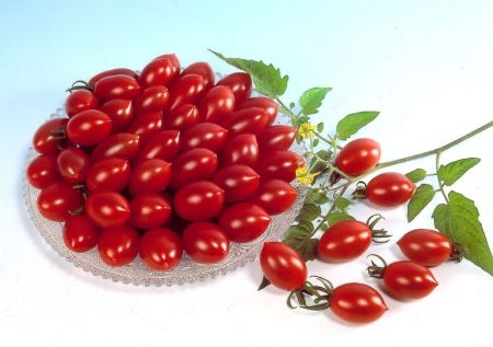 Tomate Octopus: características y descripción de la variedad, reseñas, fotos, historia de cultivo