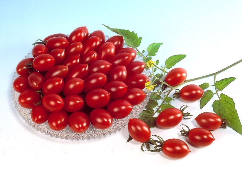 Tomate Octopus: características y descripción de la variedad, reseñas, fotos, historia de cultivo