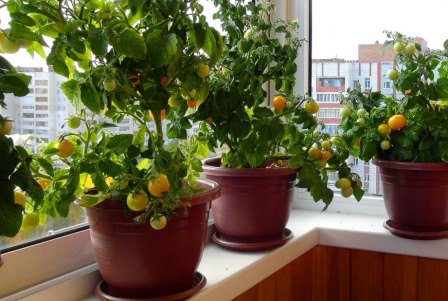tomate en el alféizar de la ventana