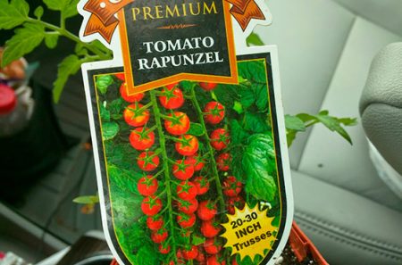 Tomates Rapunzel: Descripción de la variedad, reseñas, fotos y rendimiento