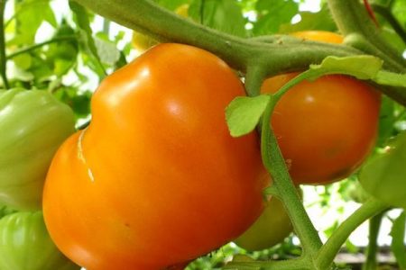 Tomate Orange Heart : Caractéristiques et description de la variété, Avis