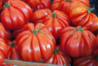 Pomodoro americano a coste: recensioni, caratteristiche e descrizione della varietà