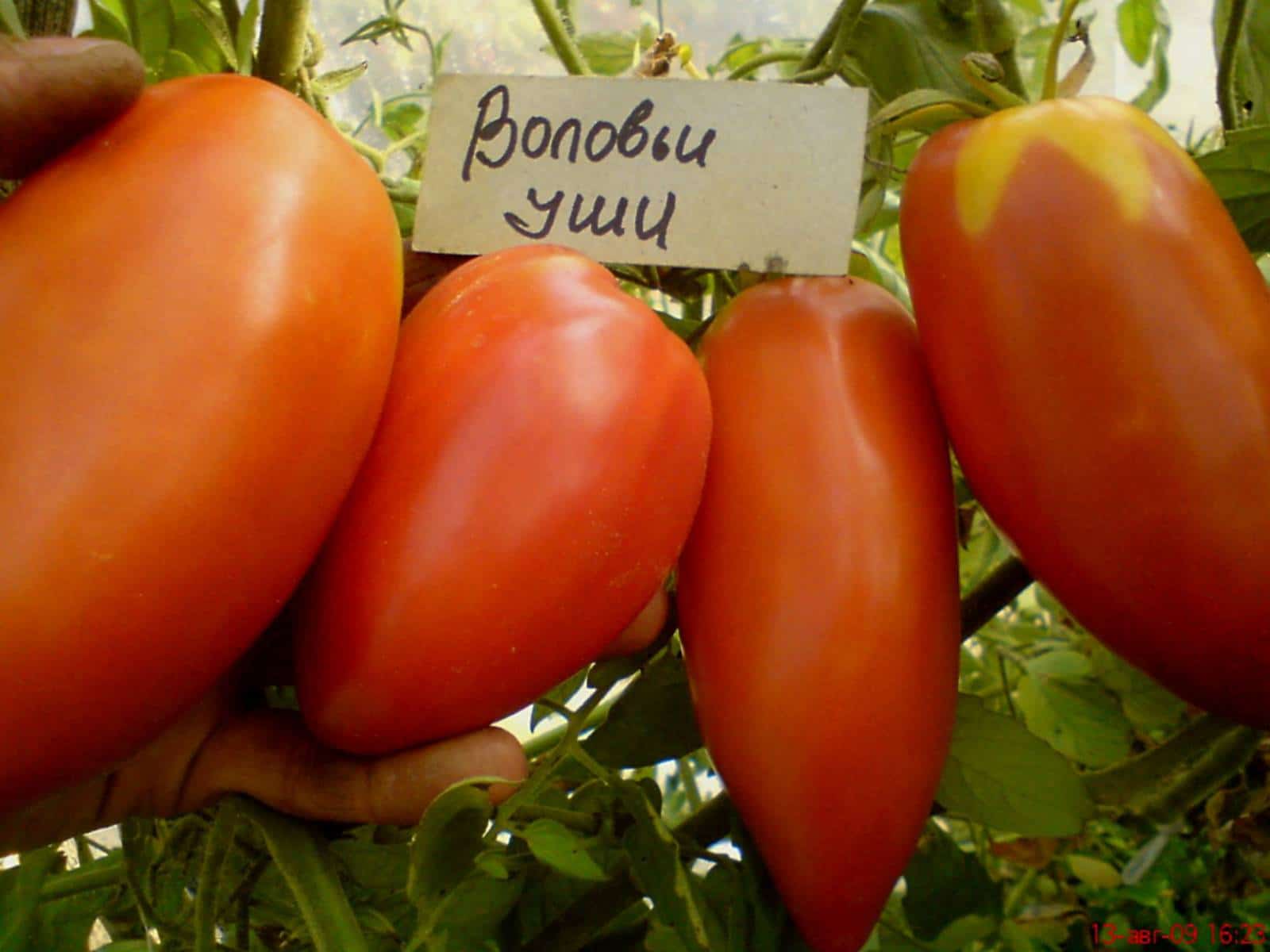 Pomodoro Volov'i Ushi: recensioni, foto, caratteristiche e descrizione della varietà