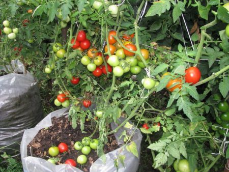 Tomate Octopus: características y descripción de la variedad, reseñas, fotos, historia de cultivo