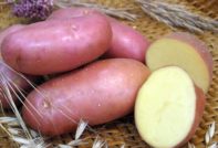البطاطس القرمزية الحمراء: وصف وخصائص الصنف والصور والمراجعات