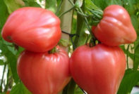 Pomodoro Velmozha: caratteristiche e descrizione della varietà, recensioni, foto e resa