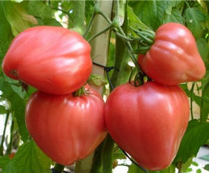 Tomate Velmozha : caractéristiques et description de la variété, avis, photos et rendement