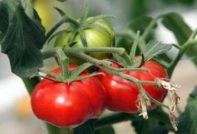 Pomodoro "Market Miracle": caratteristiche e descrizione della varietà, foto, recensioni
