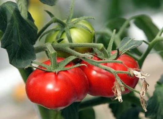 Pomodoro "Market Miracle": caratteristiche e descrizione della varietà, foto, recensioni