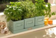 Coltivare erbe aromatiche in casa sul davanzale della finestra