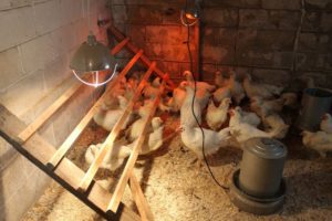 Comment chauffer un poulailler en hiver sans électricité ?