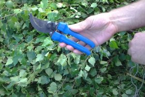 Comment fabriquer un balai de bain en bouleau ?