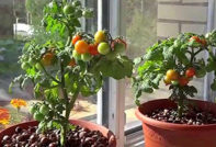Come coltivare i pomodori sul davanzale di una finestra in appartamento?