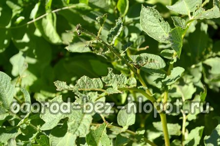 Πώς και πότε να σκάβετε σωστά τις πατάτες