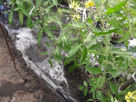 Поливане на цъфтящи домати