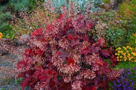 l'heuchera sta fiorendo